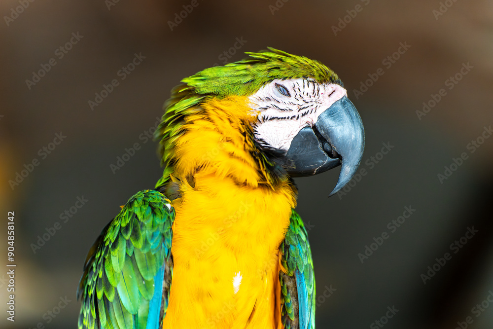 Fototapeta premium Portrait of a blue-and-yellow macaw