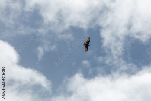 Pernis apivorus. Honey buzzard in flight with blue sky and clouds in the background. photo