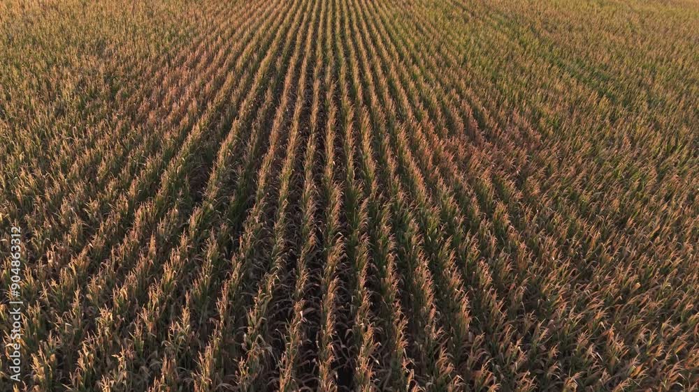 A stunning aerial shot captures vast crop fields with perfectly aligned rows of healthy plants flourishing A stunning aerial shot captures vast crop fields with perfectly aligned rows of healthy plants flourishing