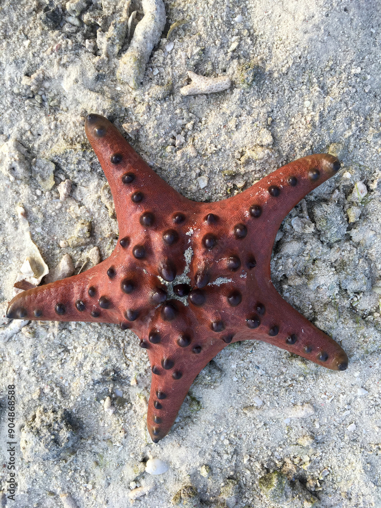 Protoreaster nodosus, red starfish on the sand Protoreaster nodosus, red starfish on the sand