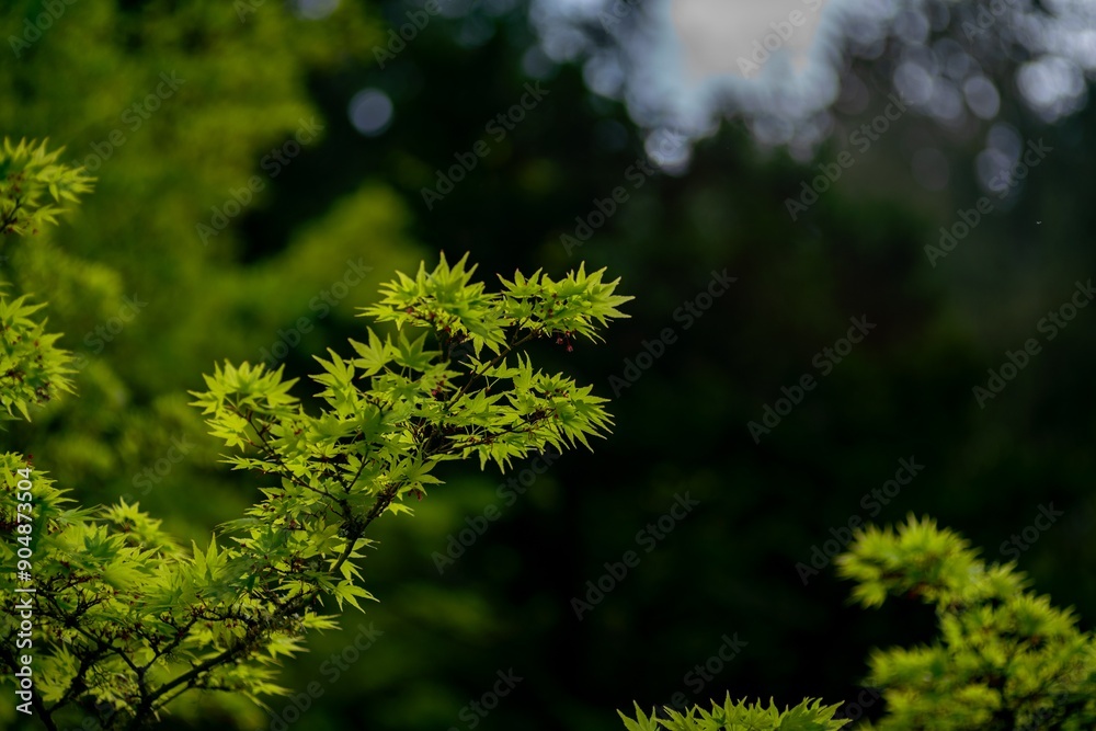 there is a small plant with green leaves on it there is a small plant with green leaves on it