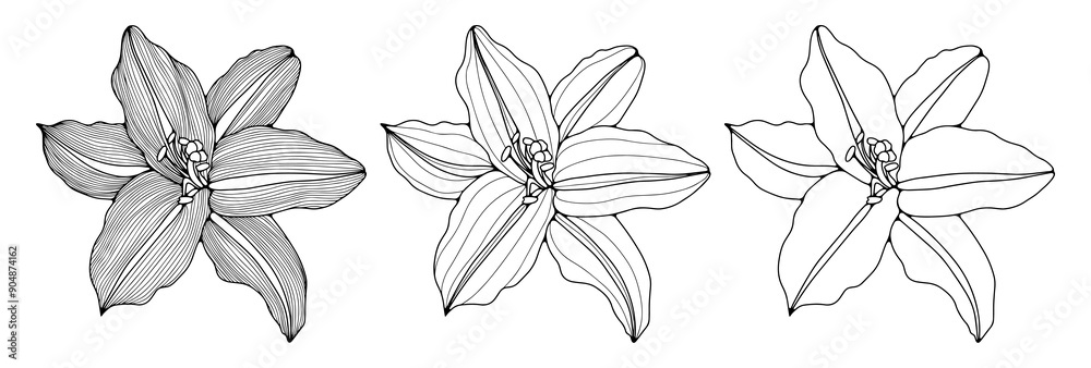 Black and white hand drawn floral design. Outline of flowers on a white background. Black and white hand drawn floral design. Outline of flowers on a white background.