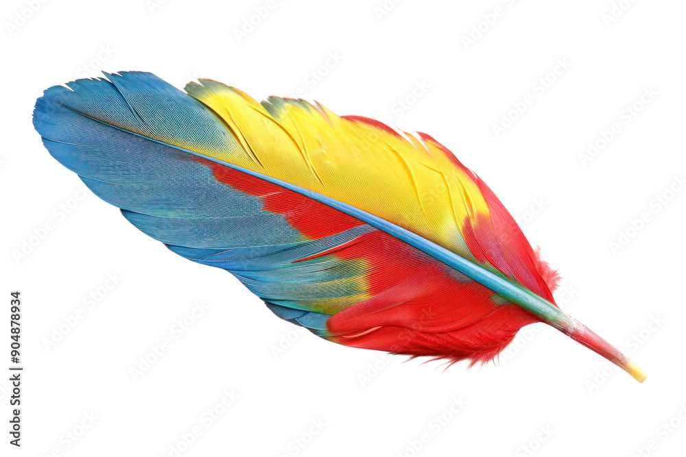 Colorful macaw feathers in shades of red, blue and yellow, isolated on a white background. Colorful macaw feathers in shades of red, blue and yellow, isolated on a white background.