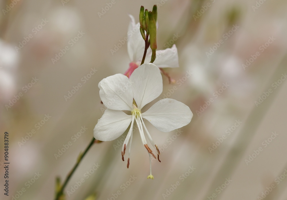 Fototapeta premium Gaura Sommerstaude