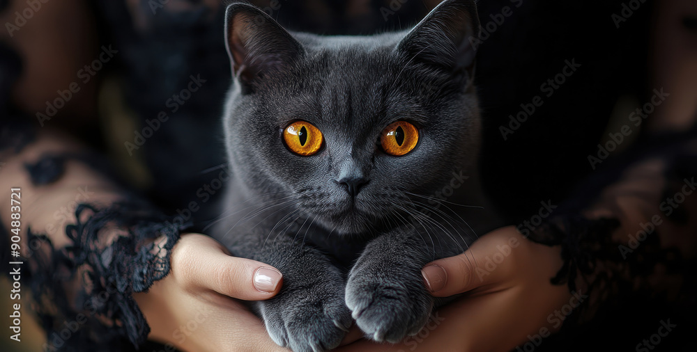 Gothic grey cat with yellow eyes, held in the hands of an elegant woman wearing a black lace dress, Gothic grey cat with yellow eyes, held in the hands of an elegant woman wearing a black lace dress,