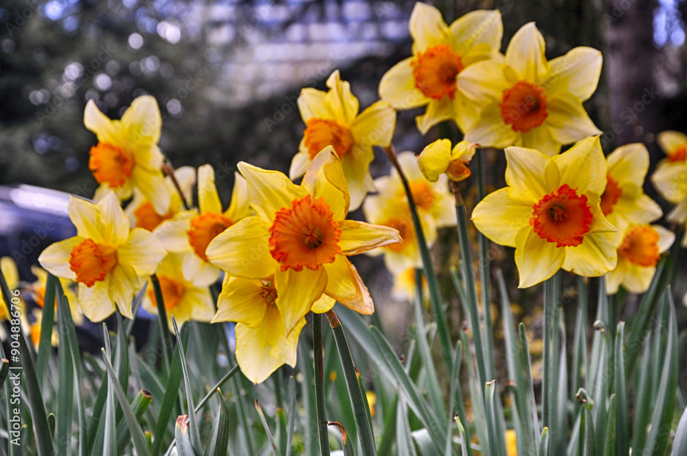 Beautiful yellow daffodil flowers in the garden Beautiful yellow daffodil flowers in the garden
