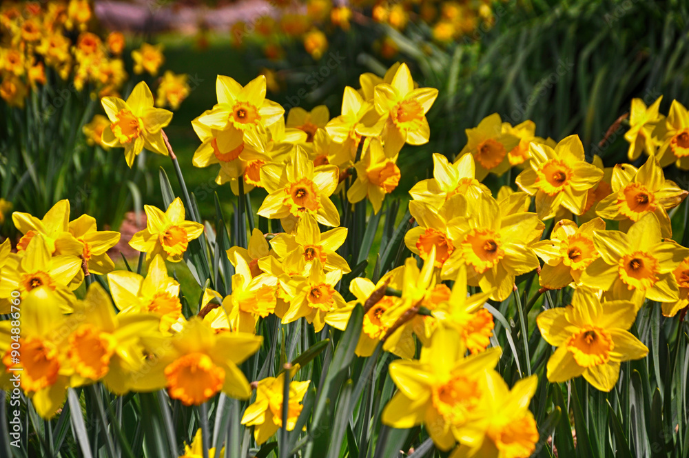 Beautiful yellow daffodil flowers in the garden Beautiful yellow daffodil flowers in the garden