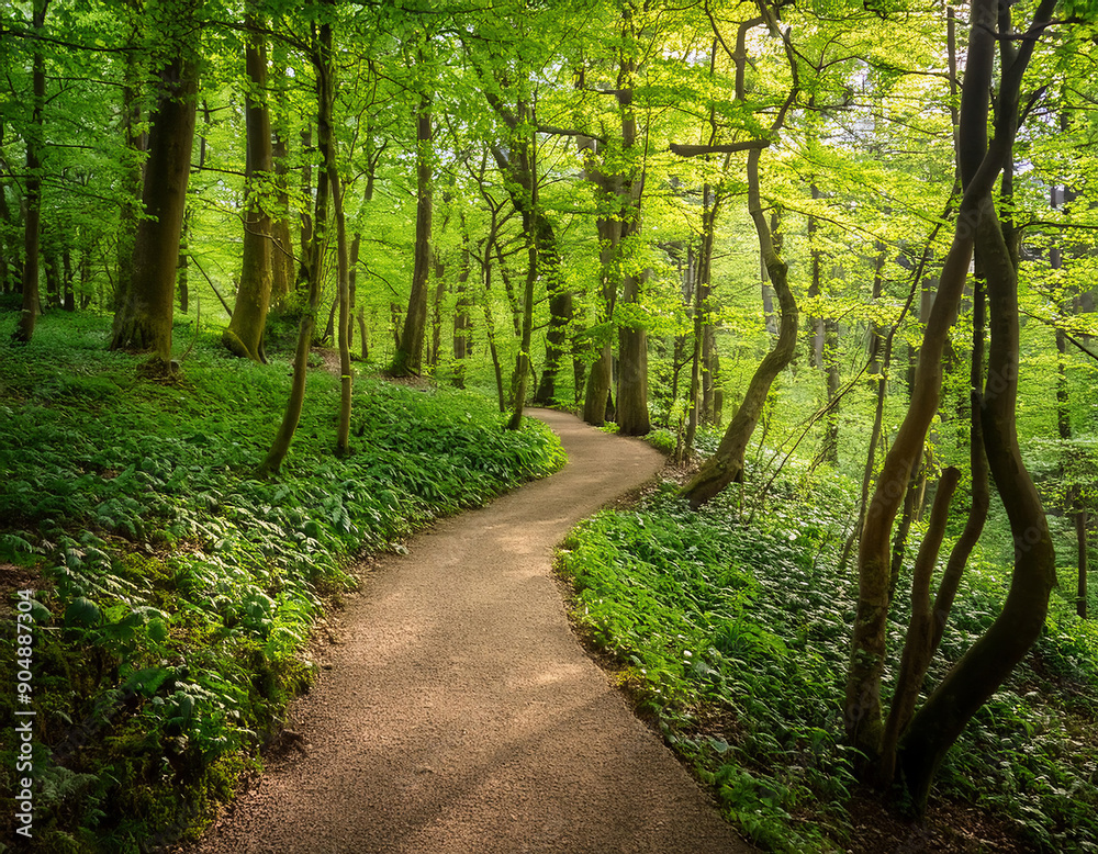 Fototapeta premium Narrow path in the green forest.