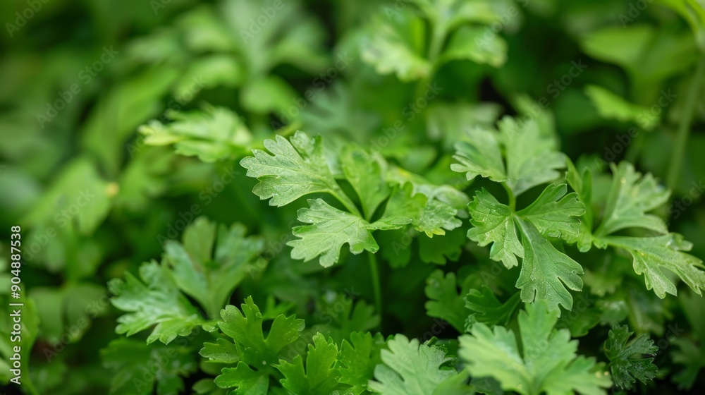 Lush Green Foliage Bathed in Sunlight in Garden Setting Lush Green Foliage Bathed in Sunlight in Garden Setting