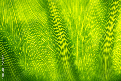 Large leaf of a subtropical plant against the light. Macro close-up with fine curved vein structures in all shades of green. Selective focus. Natural background in the botanical garden of Mauritius.