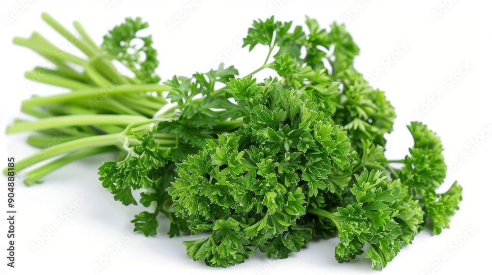 Fresh Curly Parsley Bunch Isolated on White Background Fresh Curly Parsley Bunch Isolated on White Background