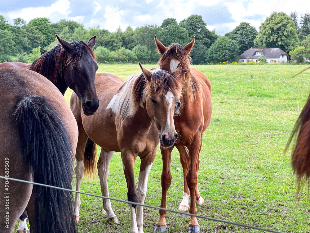 Group of different horses standing along a fence at the farm Group of different horses standing along a fence at the farm