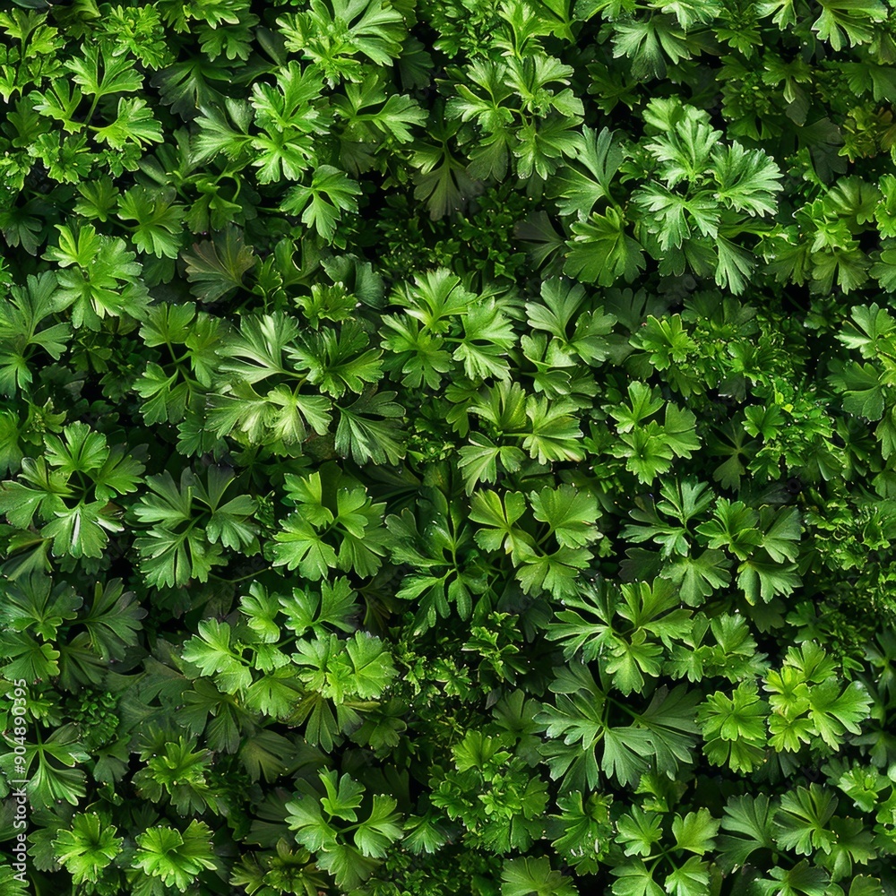 Green parsley texture background, petroselinum crispum leaves pattern, fresh herbal leaves banner Green parsley texture background, petroselinum crispum leaves pattern, fresh herbal leaves banner