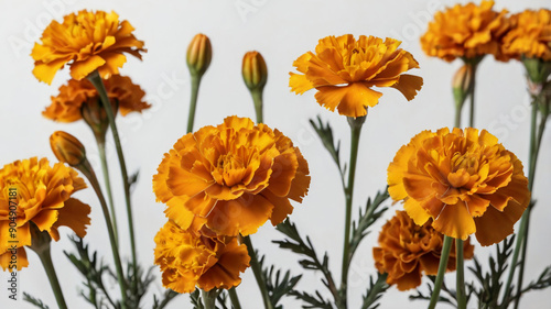 Orange marigolds on a white background.
