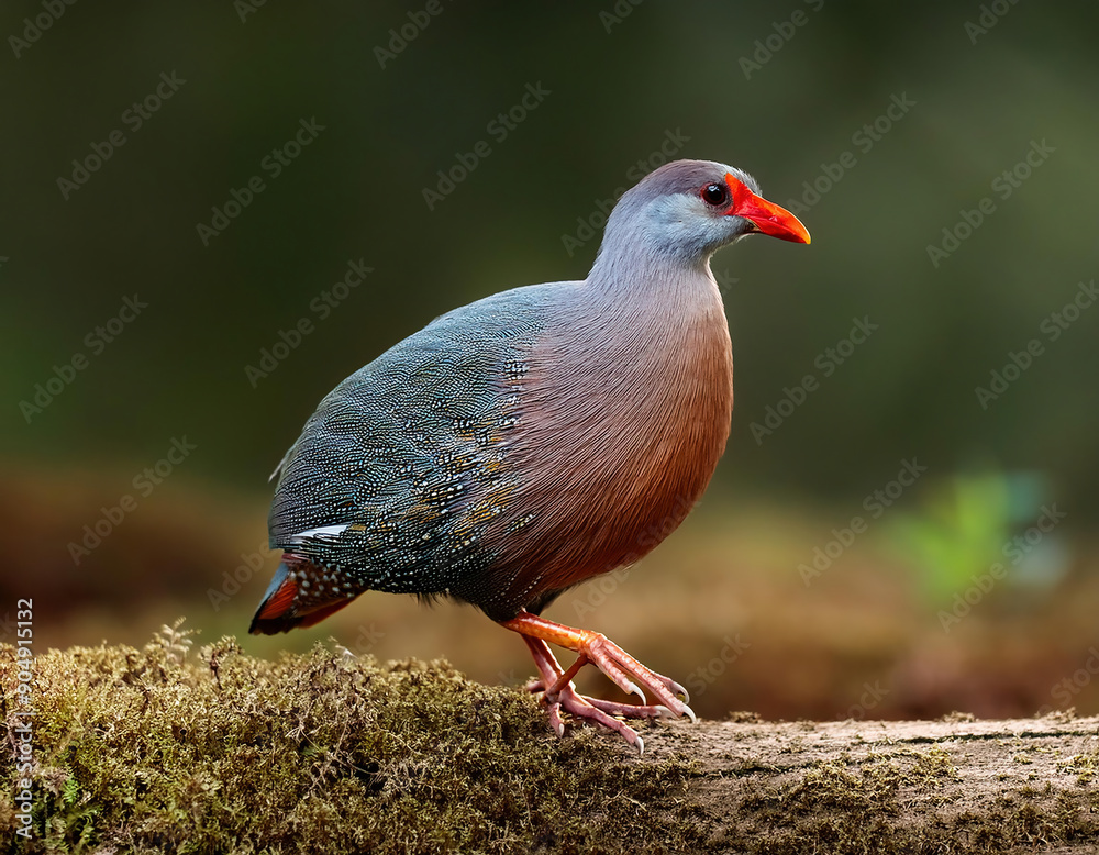 Wild rotund alectoris rufa bird with gray plumage and red beak roaming in natural habitat Wild rotund alectoris rufa bird with gray plumage and red beak roaming in natural habitat