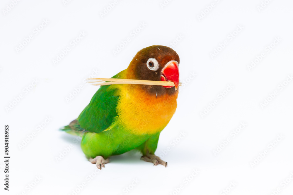 Lovebird (Agapornis Personatus) on isolated white background, animal closeup. (burung Lovebird) Lovebird (Agapornis Personatus) on isolated white background, animal closeup. (burung Lovebird)