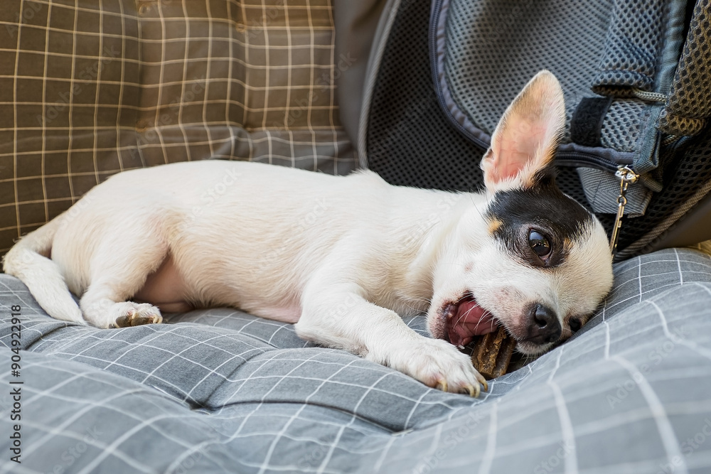 Puppy. Chihuahua. A purebred dog gnawing on a bone. Feeding pets. Puppy. Chihuahua. A purebred dog gnawing on a bone. Feeding pets.
