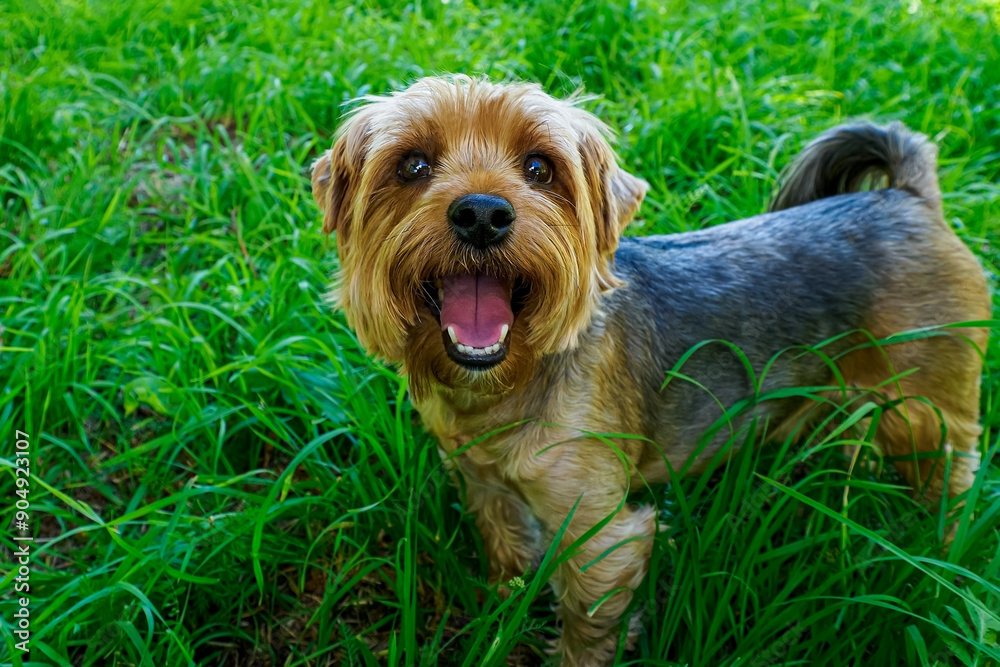Dog. Yorkshire terrier. A pet. Portrait of a cute, smiling purebred dog. Dog. Yorkshire terrier. A pet. Portrait of a cute, smiling purebred dog.