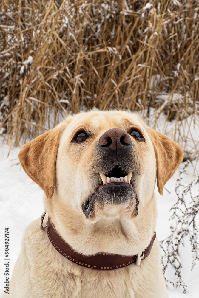 Dog. A Labrador retriever. A hunting dog in the snow. The year of the dog. Animal themes Dog. A Labrador retriever. A hunting dog in the snow. The year of the dog. Animal themes