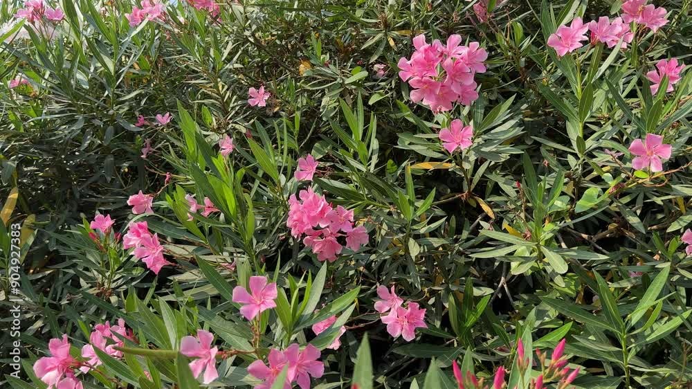 Large oleander nerium shrub. Large oleander nerium shrub.