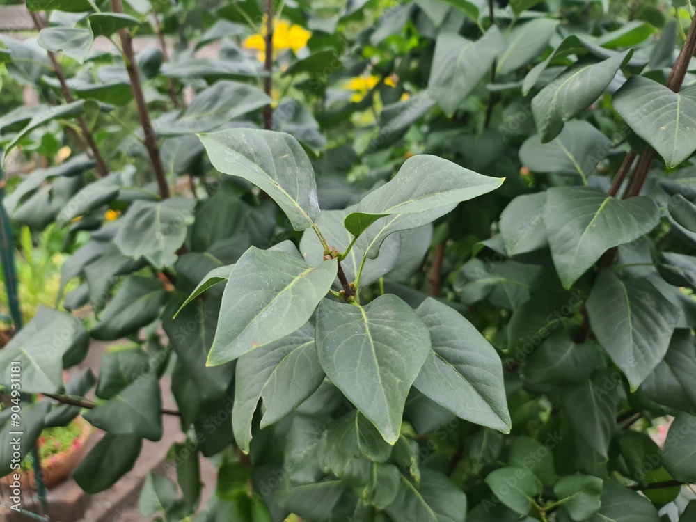 Nahaufnahme von den Blättern eines Busches in einem Garten in Berlin/Rahnsdorf Nahaufnahme von den Blättern eines Busches in einem Garten in Berlin/Rahnsdorf