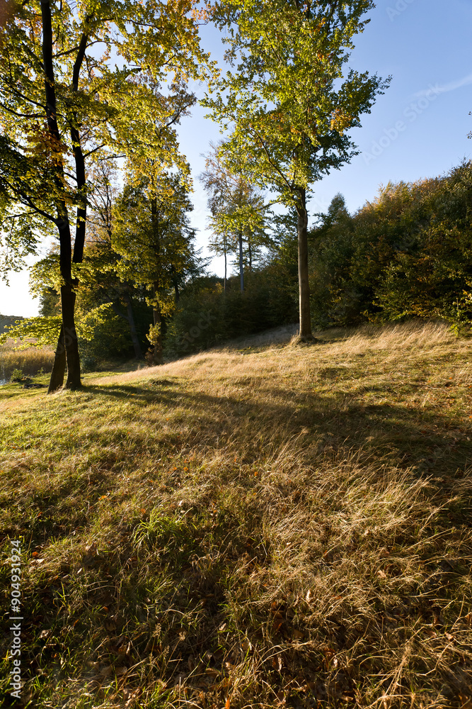 Fototapeta premium Jesień