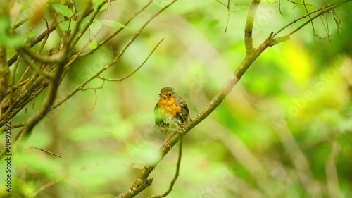 European Robin in forest of Friesland Netherlands stands perched on diagonal branch as it flaps wings turns and hops flying away photo