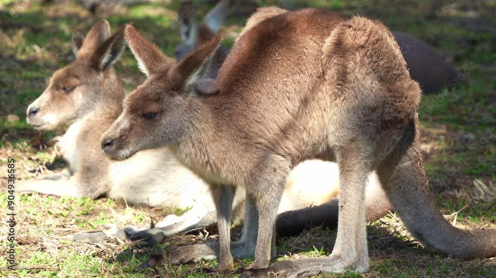 A cute kangaroo stretches its body and lies down on the ground, basking in the warm sunshine, flapping its ears to deter flies, close up shot. A cute kangaroo stretches its body and lies down on the ground, basking in the warm sunshine, flapping its ears to deter flies, close up shot.
