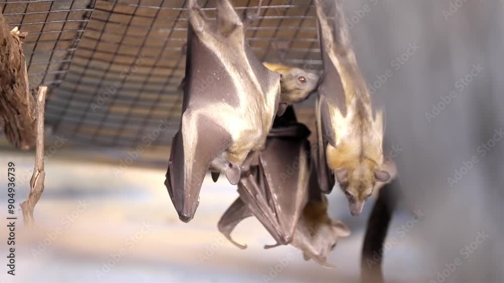 Colony of bats lick wings and cover faces as they hang upside down from ...