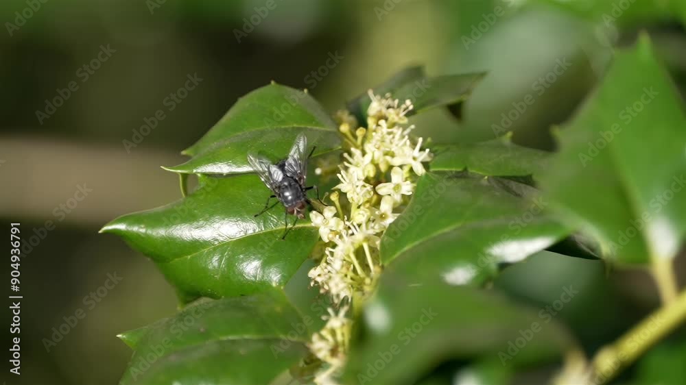 Fly walks along flowers blooming at center of waxy leaves Fly walks along flowers blooming at center of waxy leaves