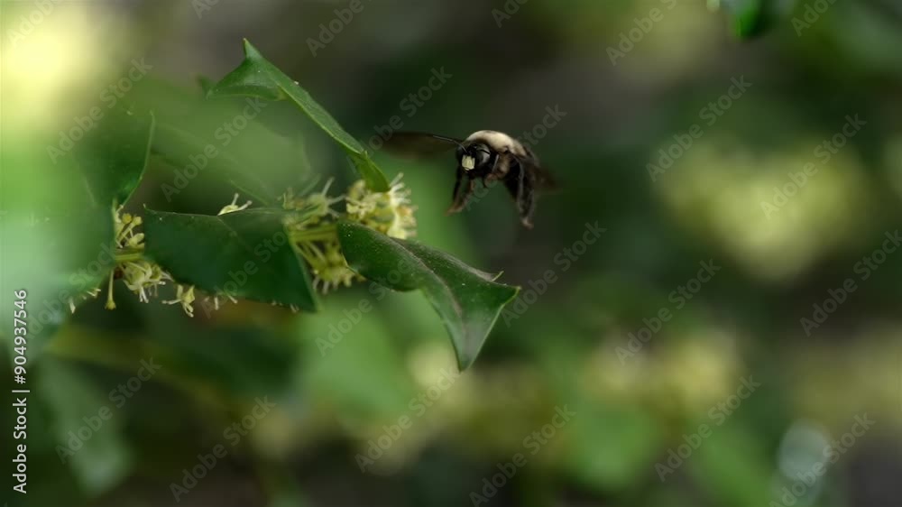 Slow motion frontal view of bee rising and flying into air, macro closeup Slow motion frontal view of bee rising and flying into air, macro closeup