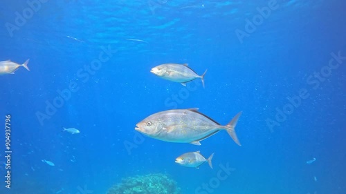 Yellowfin Tuna Fish in The Coral Reef of The Red Sea of Egypt , shot on 4K 100 fps photo