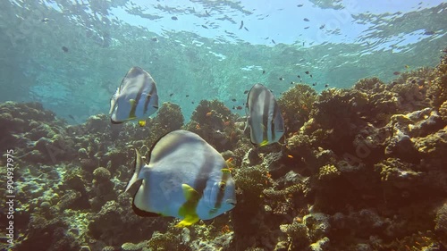 Long fin Spade Fish or Bat Fish in The Coral Reef of The Red Sea of Egypt , shot on 4K 100 fps photo