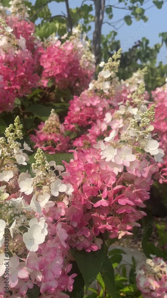 Vanilla Strawberry (Pinky Winky) hydrangea bush w/ pink & white flower