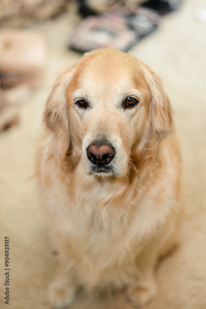 Golden retriever sitting indoors, looking directly at the camera Golden retriever sitting indoors, looking directly at the camera