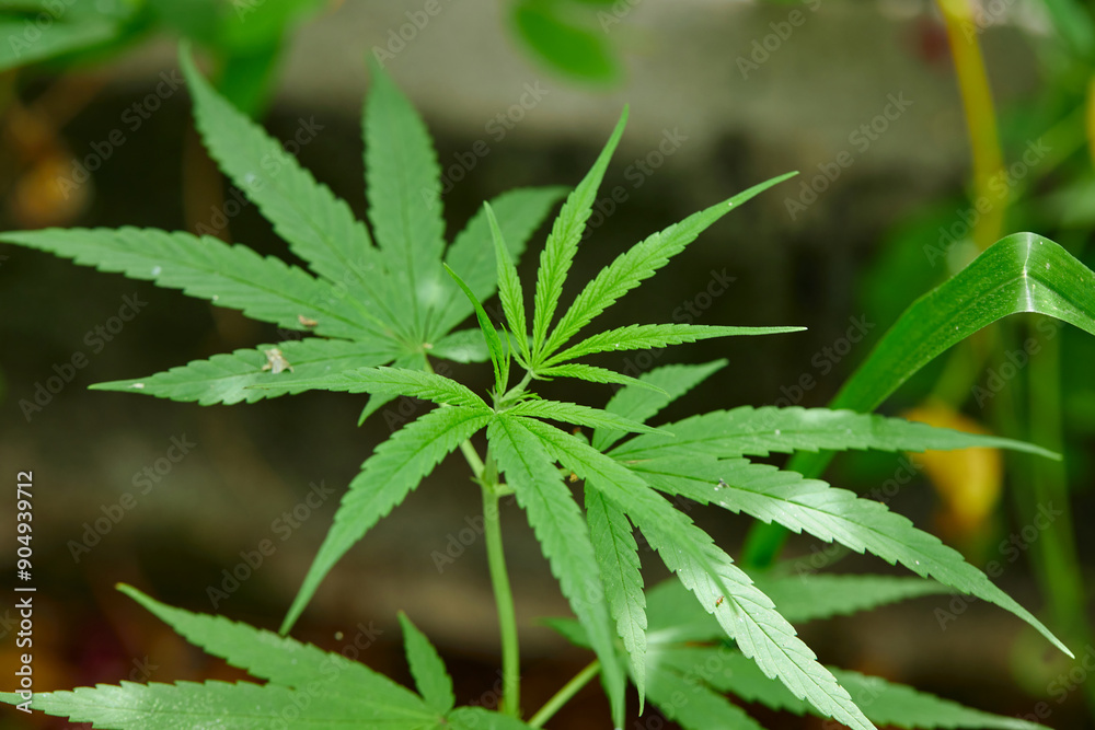 Close-up view of cannabis grow up on field Close-up view of cannabis grow up on field