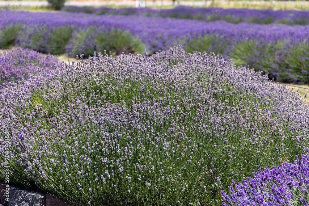 Naklejka premium Lavender fields in full bloom at the Sequim Lavender Festival