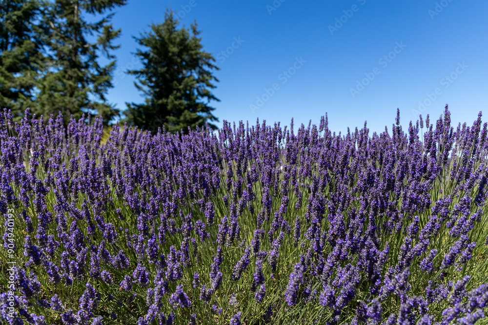 Naklejka premium Lavender field in Sequim, Washington, with blue sky