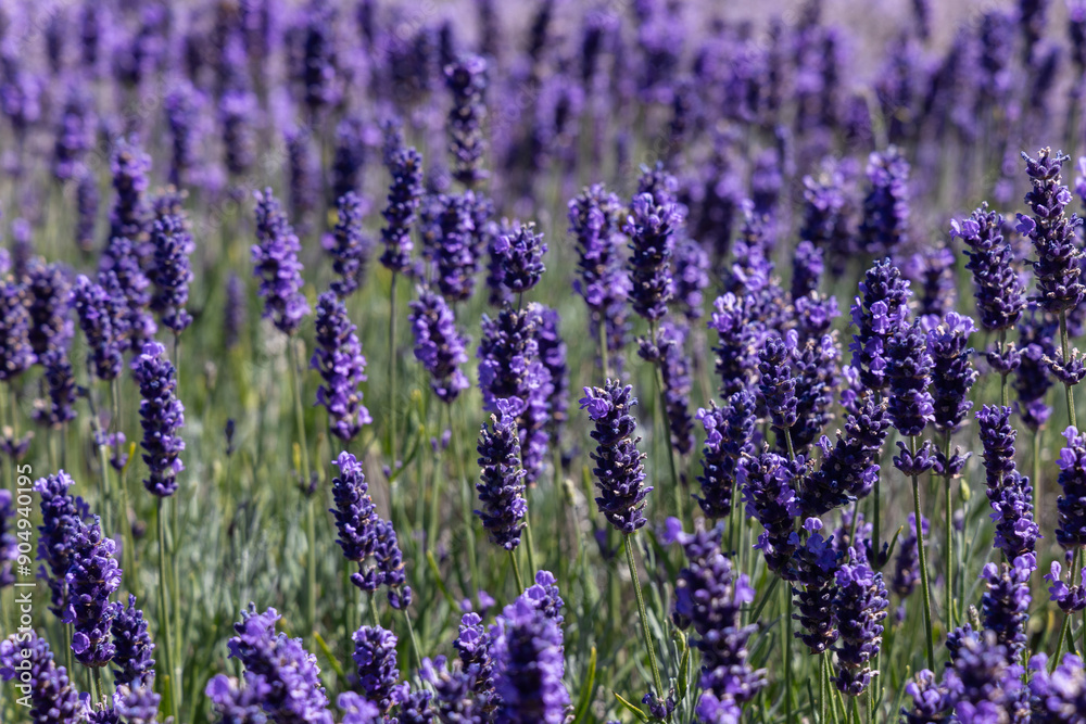 Naklejka premium Dense field of blooming lavender (Lavandula), vibrant purple