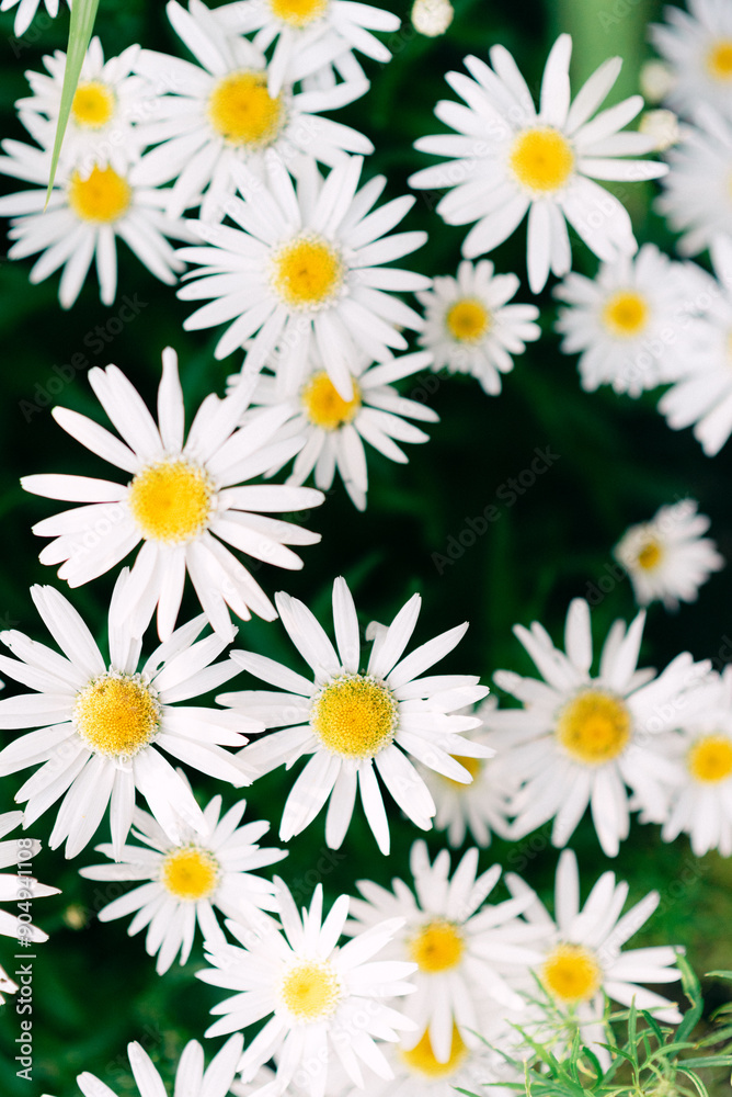 Close-up of blooming white daisies with yellow centers, over gre Close-up of blooming white daisies with yellow centers, over gre