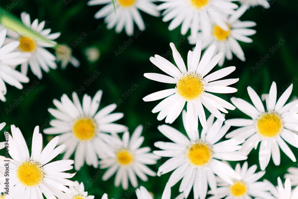 Fototapeta premium Close-up of blooming white daisies with yellow centers, over gre