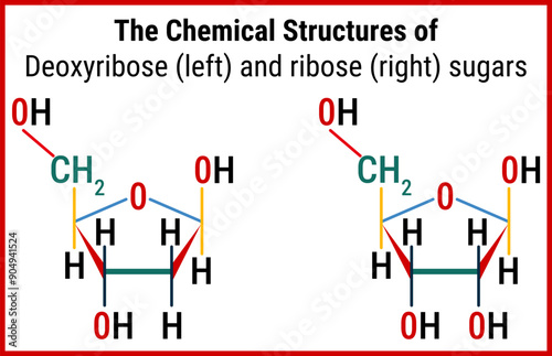 Chemical Structure of Ribose and Deoxyribose Diagram.