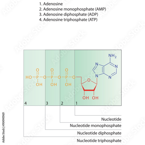 Diagram of nucleotide - Adenosine  mono, di and trip phosphate skeletal structure schematic illustration, Nucleoside molecule.
