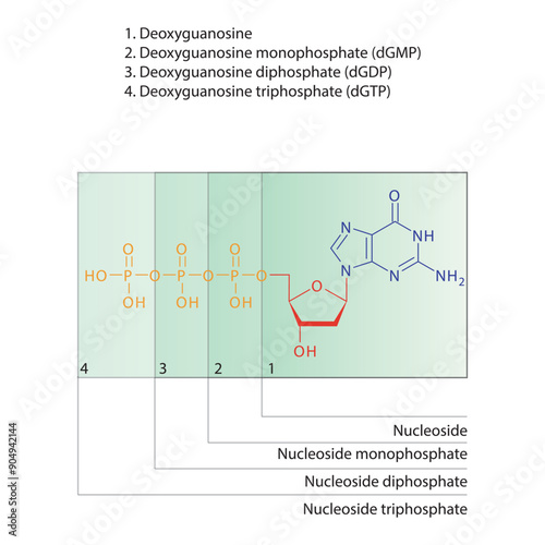 Diagram of nucleoside - Deoxyguanosine  mono, di and trip phosphate skeletal structure schematic illustration, Nucleoside molecule.