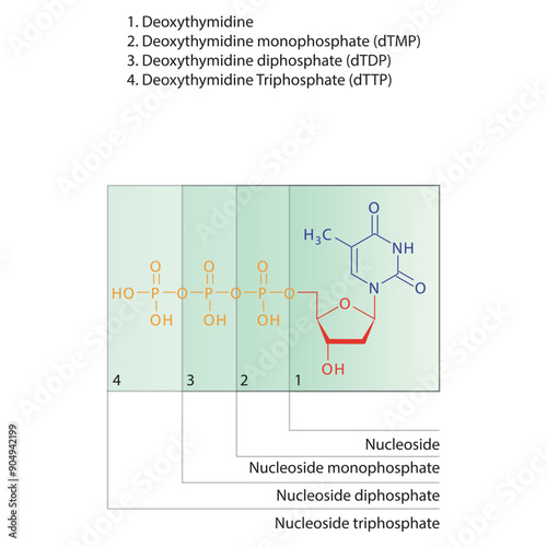 Diagram of nucleoside - Deoxythymidine  mono, di and trip phosphate skeletal structure schematic illustration, Nucleoside molecule.