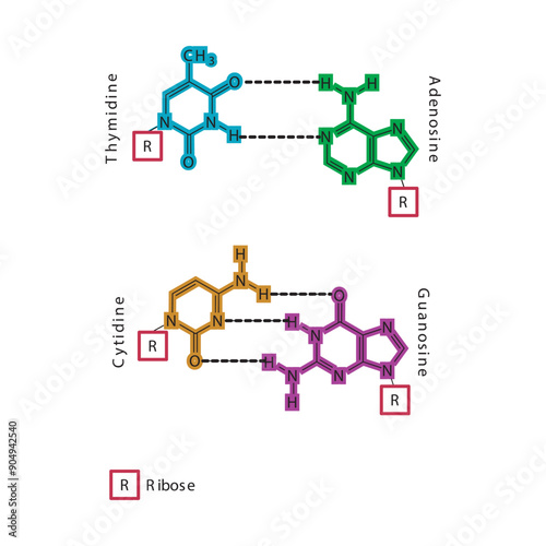 Diagram showing hydrogen bonds between DNA nitrogenous bases - Cytidine, Guanosine, Adenosine, Thymidine. simple schematic illustration.