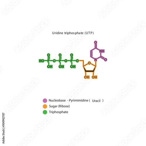 Uridine triphosphate (UTP) skeletal structure schematic illustration, Nucleoside molecule.