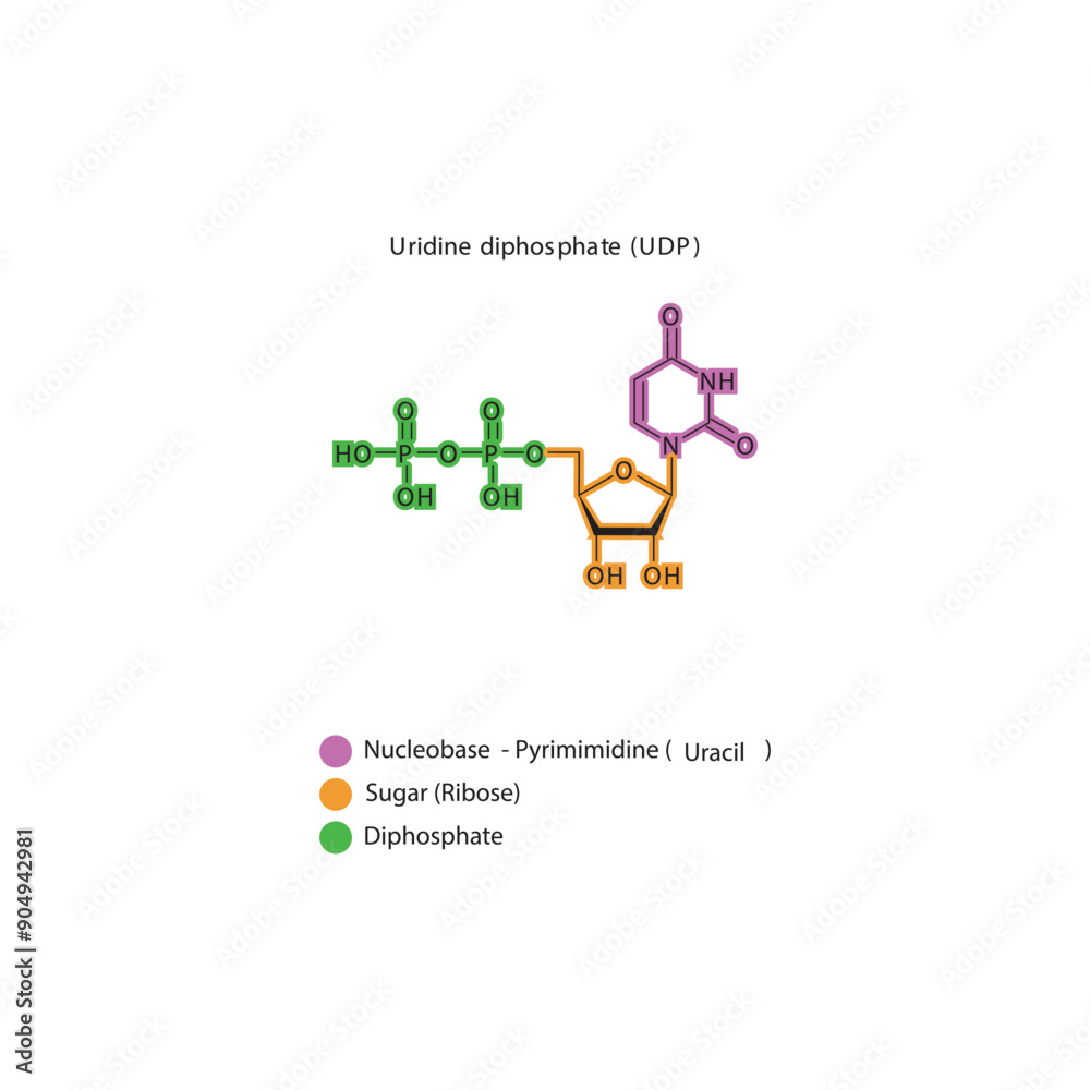 Uridine diphosphate (UDP) skeletal structure schematic illustration, Nucleoside molecule. Uridine diphosphate (UDP) skeletal structure schematic illustration, Nucleoside molecule.