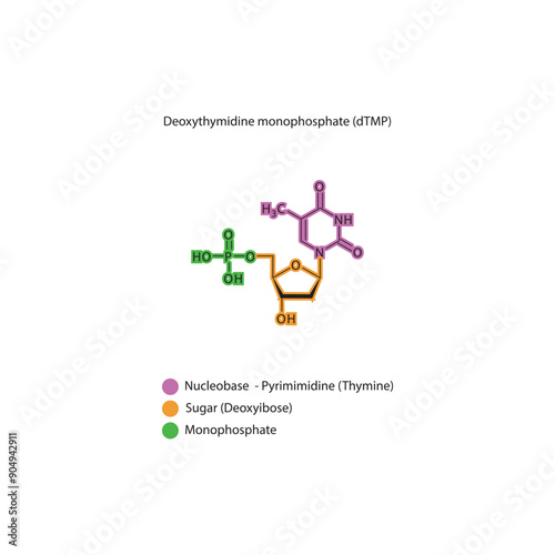 Deoxythymidine monophosphate (dTMP) skeletal structure schematic illustration, Nucleotide molecule.