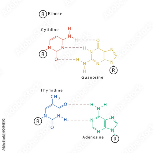 Diagram showing hydrogen bonds between DNA nitrogenous bases - Cytidine, Guanosine, Adenosine, Thymidine. simple schematic illustration.